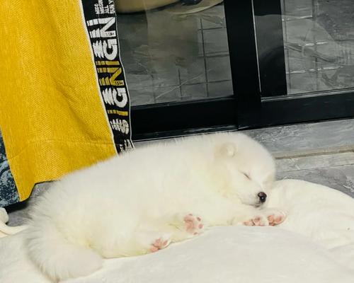 萨摩耶中暑急救，合理用药（保护毛孩不中暑，药物救命关键）(图2)