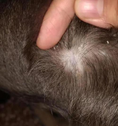 幼狗皮肤病症状及治疗方法（了解幼狗皮肤病的常见症状，保护你的宠物免受不适之苦）(图3)