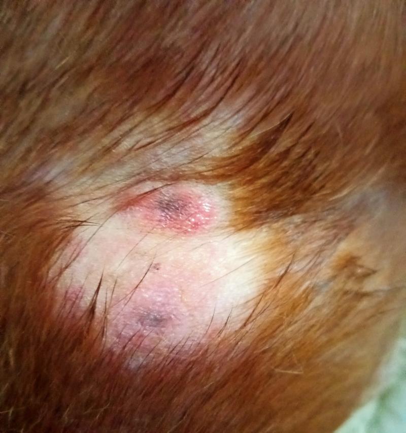 幼狗皮肤病症状及治疗方法（了解幼狗皮肤病的常见症状，保护你的宠物免受不适之苦） - 悠悠酷狗网