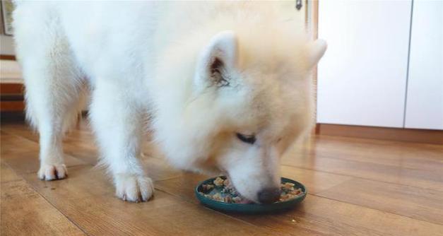 小狗频繁呕吐的原因及处理方法（了解小狗呕吐的背后原因，做好相应处理） - 悠悠酷狗网