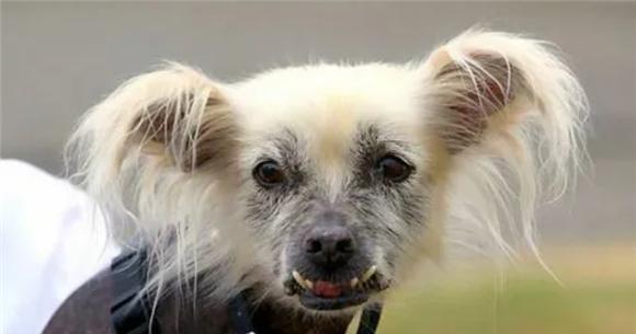 沙皮狗的饮食指南（沙皮狗饮食健康全攻略，让你的毛孩拥有健康饮食） - 悠悠酷狗网