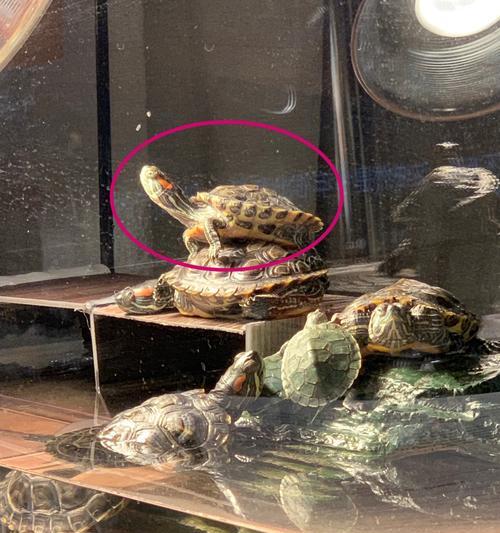 乌龟摔楼受伤后的饮食调理（探讨乌龟摔楼受伤后的合适食物及食用方法）(图3)