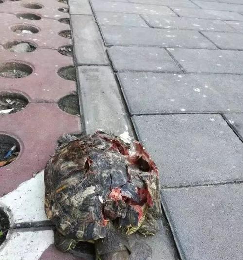 乌龟摔楼受伤后的饮食调理（探讨乌龟摔楼受伤后的合适食物及食用方法）(图2)