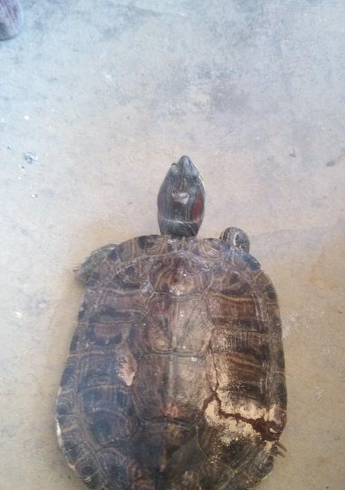 乌龟摔楼受伤后的饮食调理（探讨乌龟摔楼受伤后的合适食物及食用方法） - 悠悠酷狗网