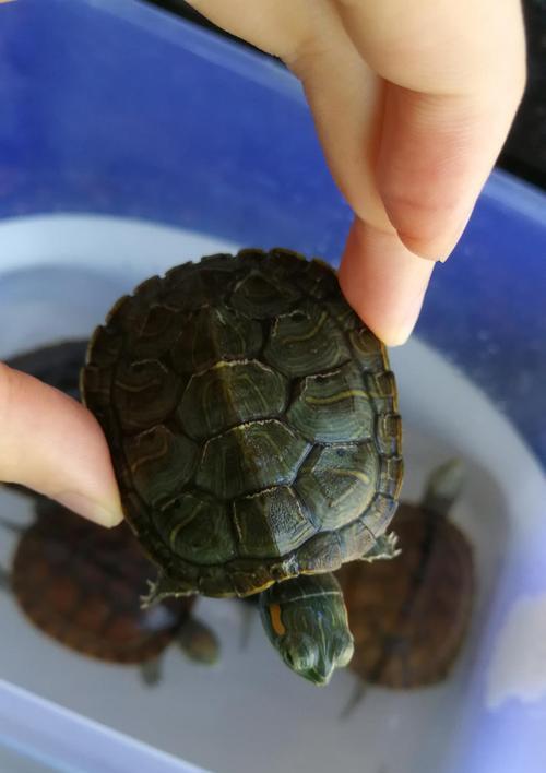 小乌龟的饮食之谜（揭秘极小乌龟的奇特饮食习性）(图2)