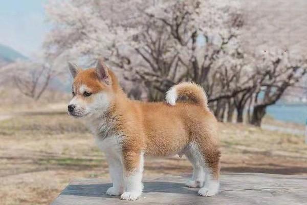 犬猫皮肤癣菌病(图2)