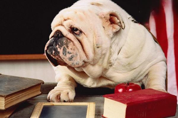 犬猫葡萄球菌病 - 悠悠酷狗网