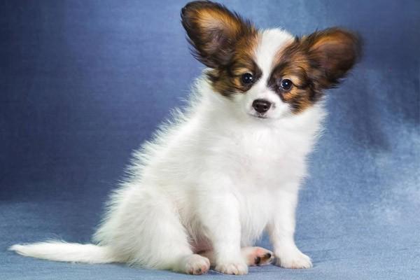 犬猫布氏杆菌病 - 悠悠酷狗网