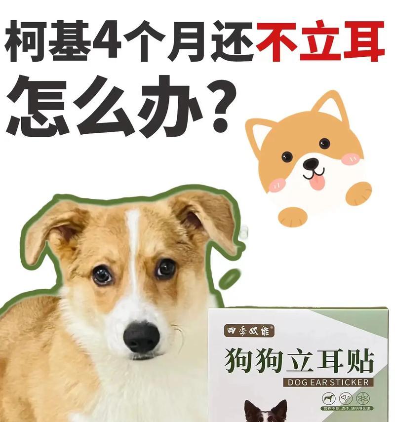 狗狗立耳（为什么狗狗的饮食对立耳有重要影响？）(图3)