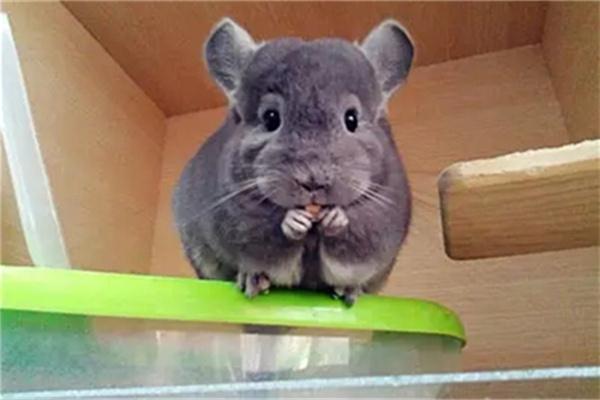 龙猫乱尿是怎么回事？ - 悠悠酷狗网