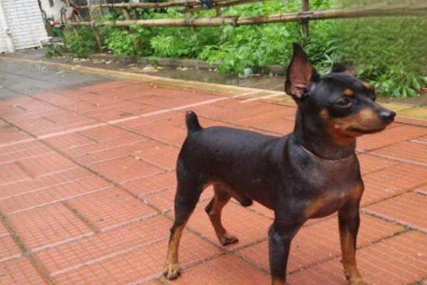 犬猫组织胞浆菌病 - 悠悠酷狗网