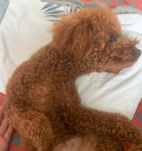 鸡蛋引发的狗狗过敏症状及应对措施（了解狗狗鸡蛋过敏的常见症状与防治方法）(图1)