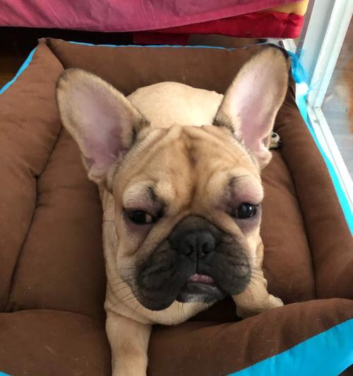 鸡蛋引发的狗狗过敏症状及应对措施（了解狗狗鸡蛋过敏的常见症状与防治方法）(图3)