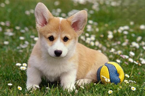 犬猫孢子菌病 - 悠悠酷狗网