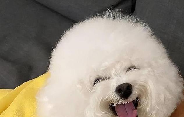 比熊犬的健康饮食之水果篇（探索比熊犬喜爱的水果和适量食用的关键）(图3)