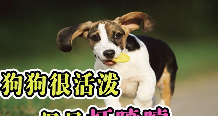 以狗的喷嚏为主题的病毒调查（揭示隐藏在狗喷嚏背后的疾病传播威胁） - 悠悠酷狗网