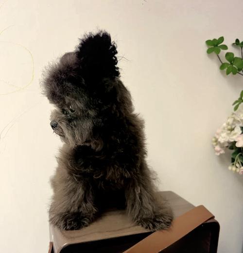 狗狗立耳（为什么狗狗的饮食对立耳有重要影响？）(图2)