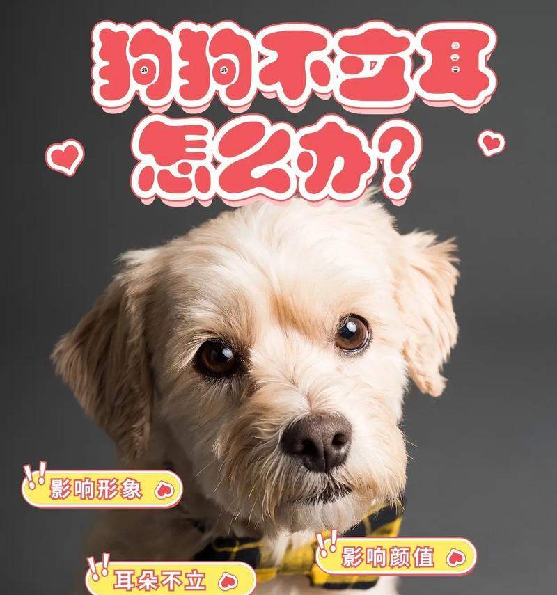 狗狗立耳（为什么狗狗的饮食对立耳有重要影响？） - 悠悠酷狗网
