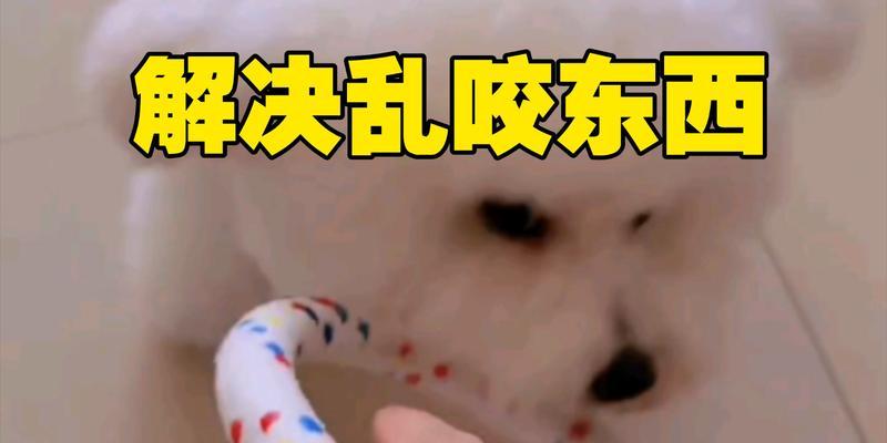 为什么狗狗喜欢咬东西？（探索狗狗咬东西的原因及解决办法）(图1)