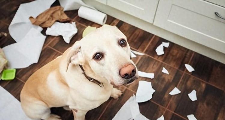 为什么狗狗喜欢咬东西？（探索狗狗咬东西的原因及解决办法）(图3)