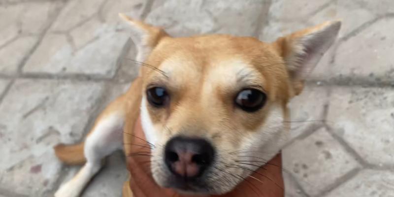 一般狗的耳朵长什么样？（探秘不同犬种耳朵的特征和功能）(图2)