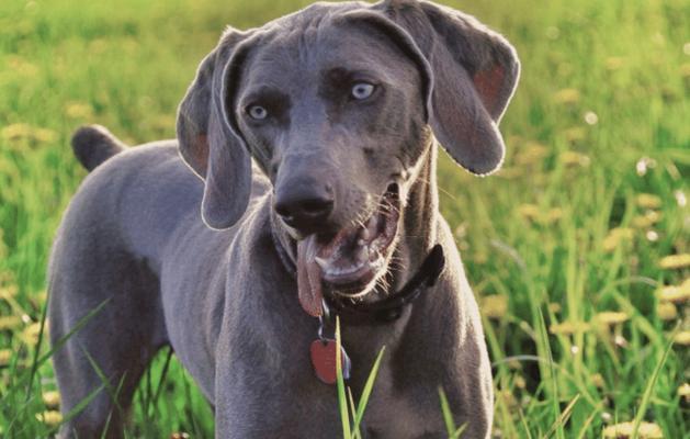 一般狗的耳朵长什么样？（探秘不同犬种耳朵的特征和功能）(图3)