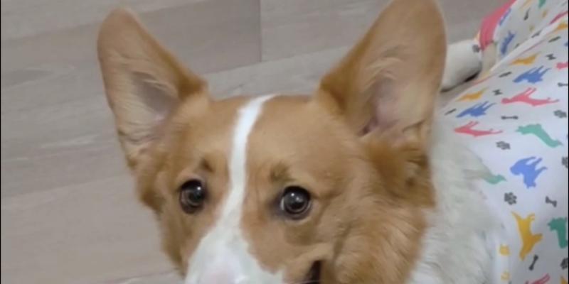 一般狗的耳朵长什么样？（探秘不同犬种耳朵的特征和功能） - 悠悠酷狗网