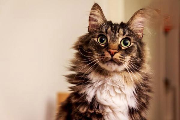 犬猫隐球菌病(图2)