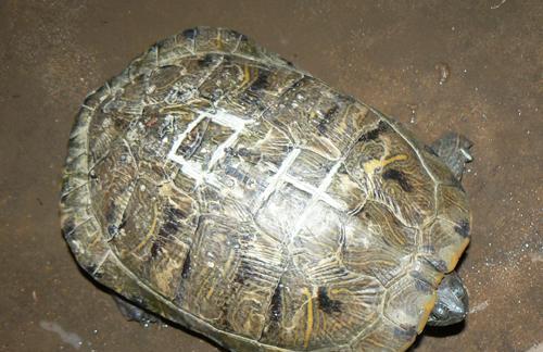 大乌龟的饮食习性及适宜食物选择（大乌龟的食物来源和营养需求解析） - 悠悠酷狗网
