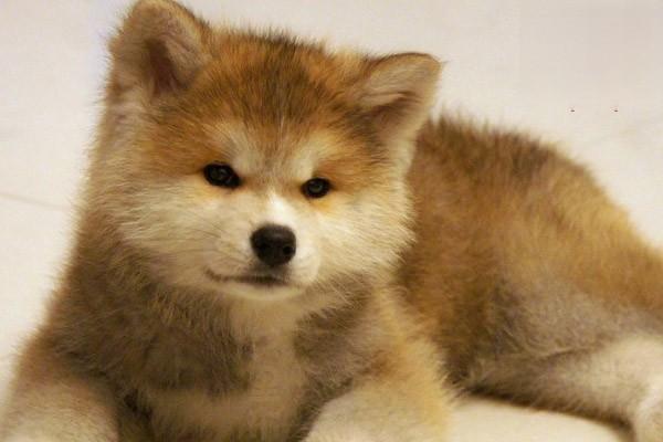 犬猫念珠菌病 - 悠悠酷狗网