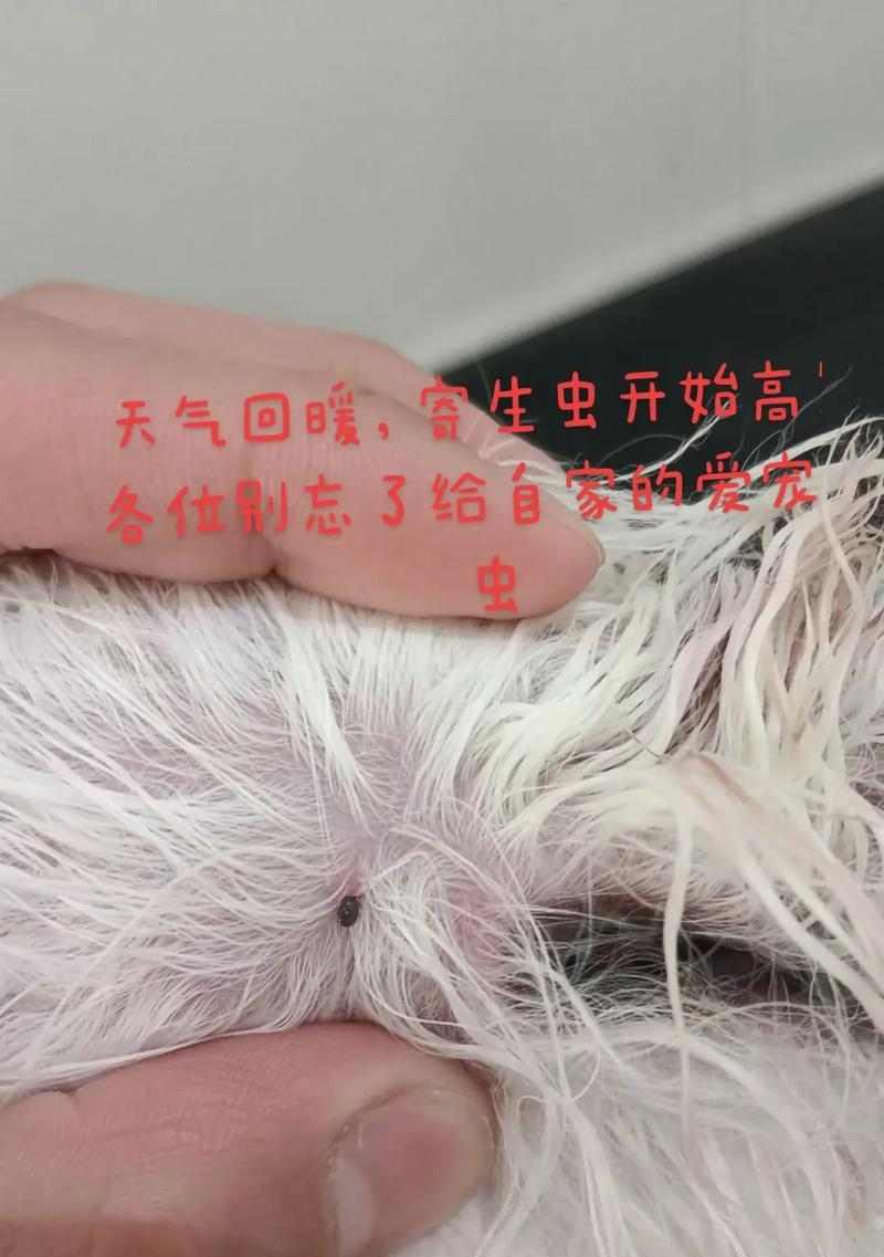 揭秘狗狗体内的细长虫子（探究引发狗狗肠道问题的罪魁祸首）(图3)