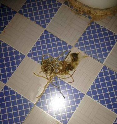 揭秘狗狗体内的细长虫子（探究引发狗狗肠道问题的罪魁祸首） - 悠悠酷狗网