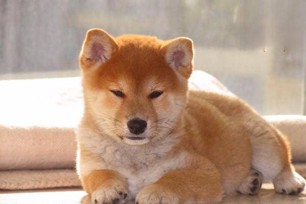 犬猫球孢子菌病(图2)