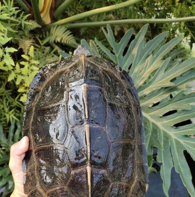 亚洲巨龟的饮食习性(以野外亚洲巨龟吃什么为中心的饮食研究)(图1) 亚洲巨龟的饮食习性(以野外亚洲巨龟吃什么为中心的饮食研究)(图1)