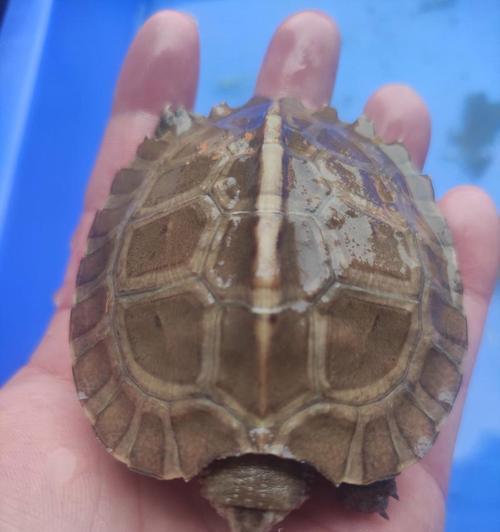 亚洲巨龟的饮食习性(以野外亚洲巨龟吃什么为中心的饮食研究)(图3) 亚洲巨龟的饮食习性(以野外亚洲巨龟吃什么为中心的饮食研究)(图3)