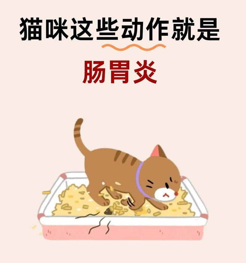 如何帮助猫咪缓解拉肚子的困扰？（解决猫咪拉肚子的问题）(图3)
