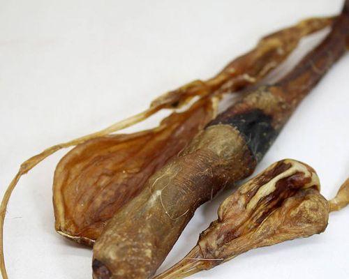 保护狗肾健康的药物选择(图1)