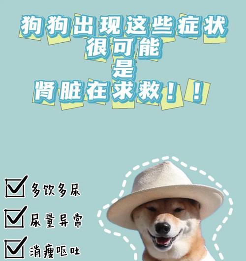 保护狗肾健康的药物选择(图2)