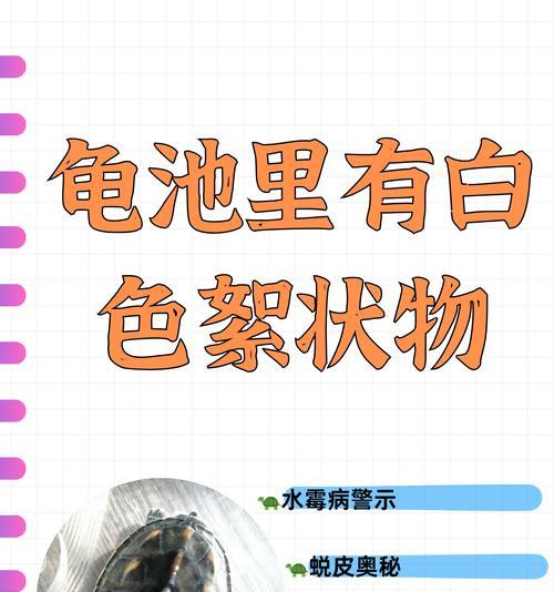 乌龟水质控制的重要性（保持水质健康，让乌龟快乐生活）(图1)