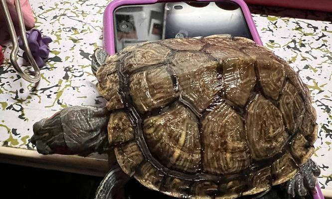 乌龟水质控制的重要性（保持水质健康，让乌龟快乐生活）(图3)