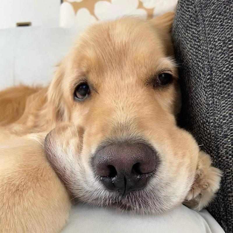 选择适合金毛犬的名字，让它与您建立更好的关系（以金毛犬为主题的名字如何选择？）(图2)