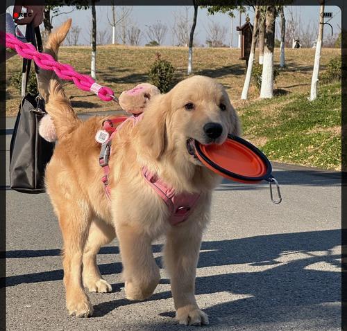 选择适合金毛犬的名字，让它与您建立更好的关系（以金毛犬为主题的名字如何选择？） - 悠悠酷狗网