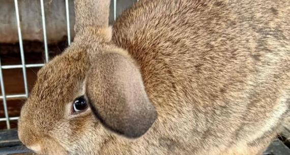 探寻肉兔的多彩世界（以肉兔的颜色为切入点，揭开它们独特的魅力）(图3)