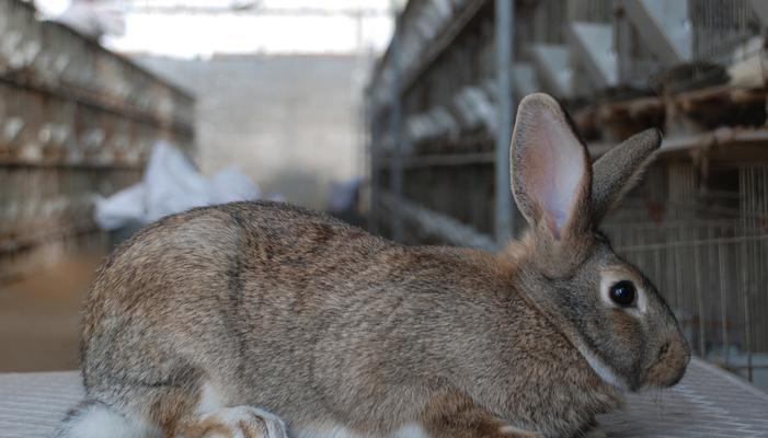探寻肉兔的多彩世界（以肉兔的颜色为切入点，揭开它们独特的魅力）(图2)