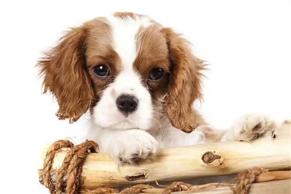 母狗怀孕如何补充营养？ - 悠悠酷狗网