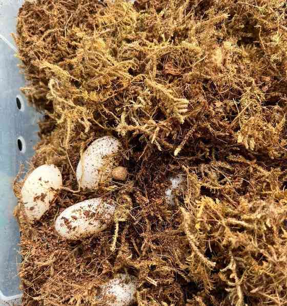 以巴西龟生蛋的地点与习性（探索巴西龟独特的繁殖行为及其所选择的地点）(图2)