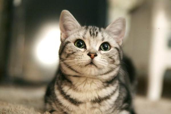 猫衣原体病 - 悠悠酷狗网