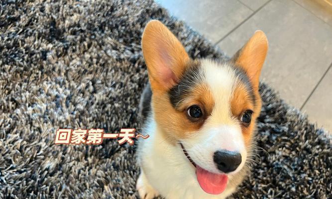 解读大耳朵花狗的独特品种特征（探索大耳朵花狗的神秘起源与可爱外貌）(图1)