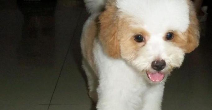 解读大耳朵花狗的独特品种特征（探索大耳朵花狗的神秘起源与可爱外貌）(图2)