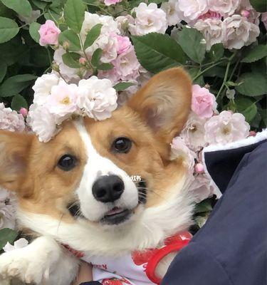 解读大耳朵花狗的独特品种特征（探索大耳朵花狗的神秘起源与可爱外貌）(图3)